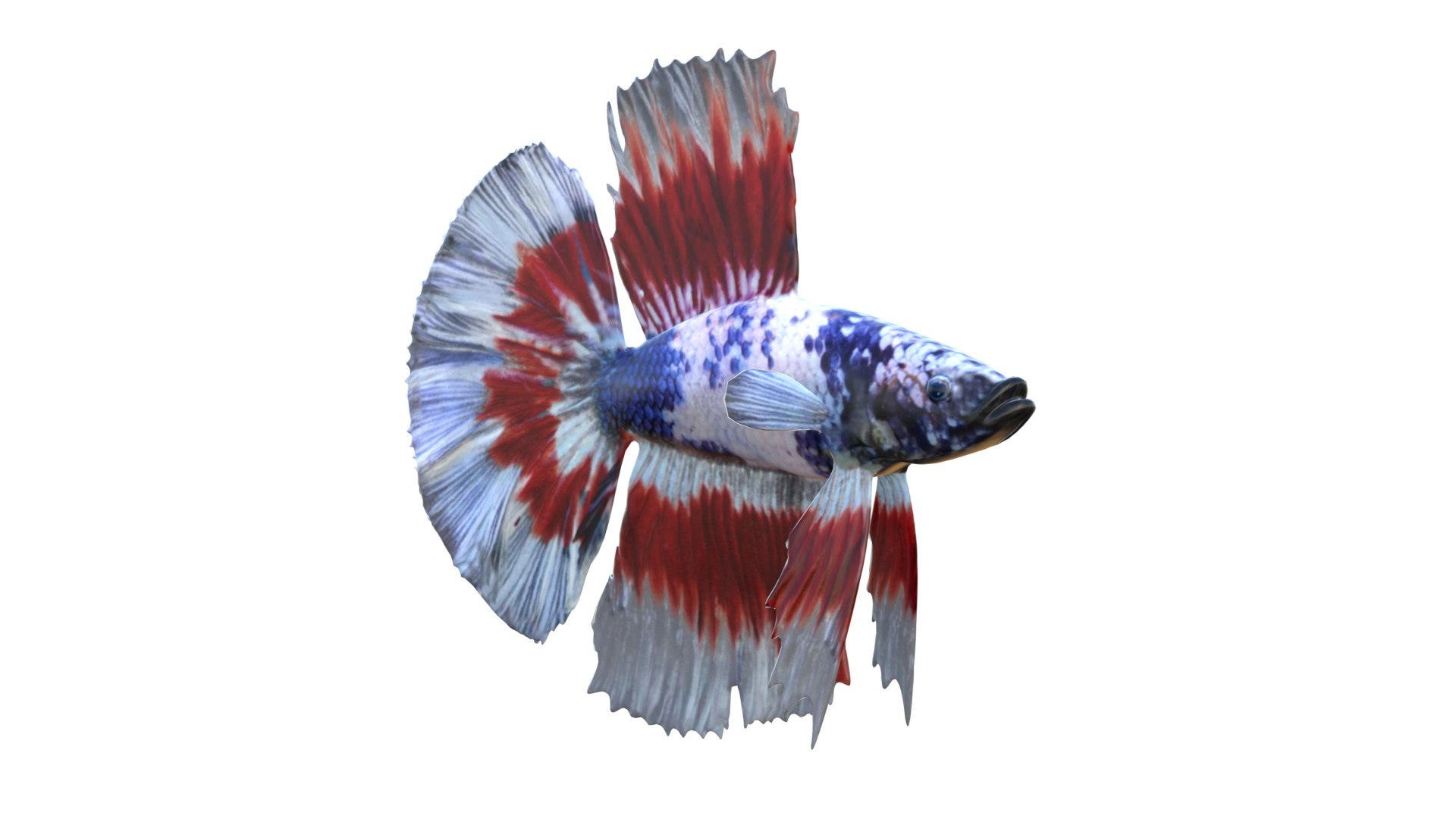 3D 50 Fish Sea Creature Collection v3 https://p.turbosquid.com/ts-thumb/g4/xZyDKS/jC/bettafish3/jpg/1776518636/1920x1080/fit_q87/b7378c276479d28b5def5a5b8db9395e7b338309/bettafish3.jpg