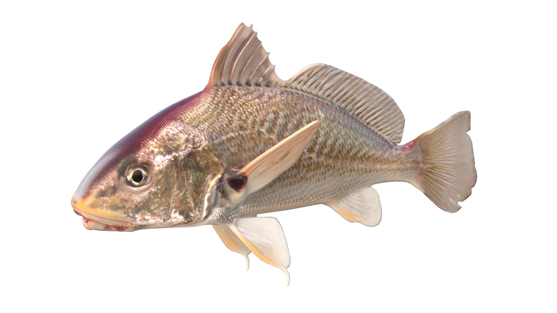 3D 50 Fish Sea Creature Collection v3 https://p.turbosquid.com/ts-thumb/g4/xZyDKS/lZ/atlanticcroaker/jpg/1776518627/1920x1080/fit_q87/ffd5282eda1ec5bef8f4b8fd03d82399bdab99be/atlanticcroaker.jpg