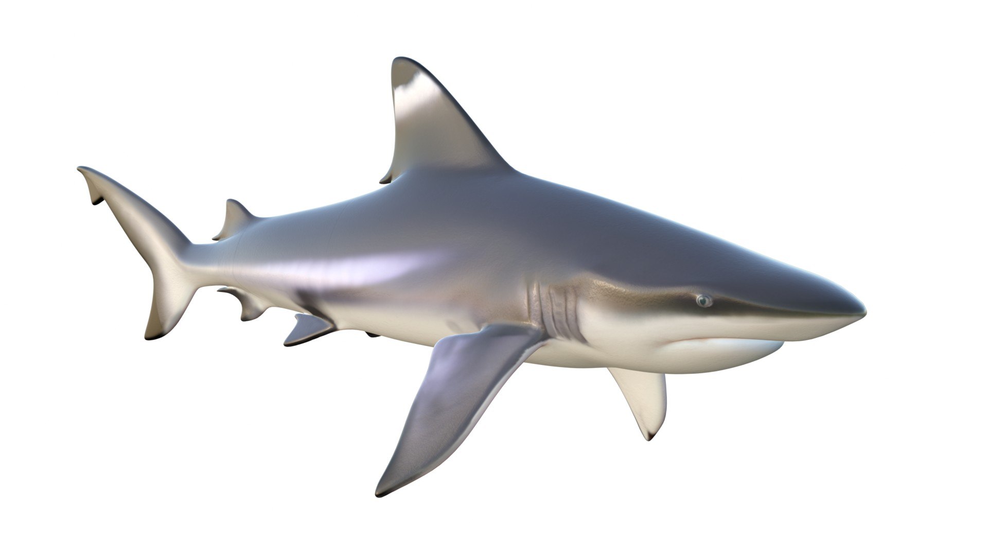 3D 50 Fish Sea Creature Collection v3 https://p.turbosquid.com/ts-thumb/g4/xZyDKS/qg/blacktipshark/jpg/1776518642/1920x1080/fit_q87/3302add533b1f29f18e3665ae78897b53adb5a07/blacktipshark.jpg