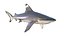 50 Fish Sea Creature Collection v3