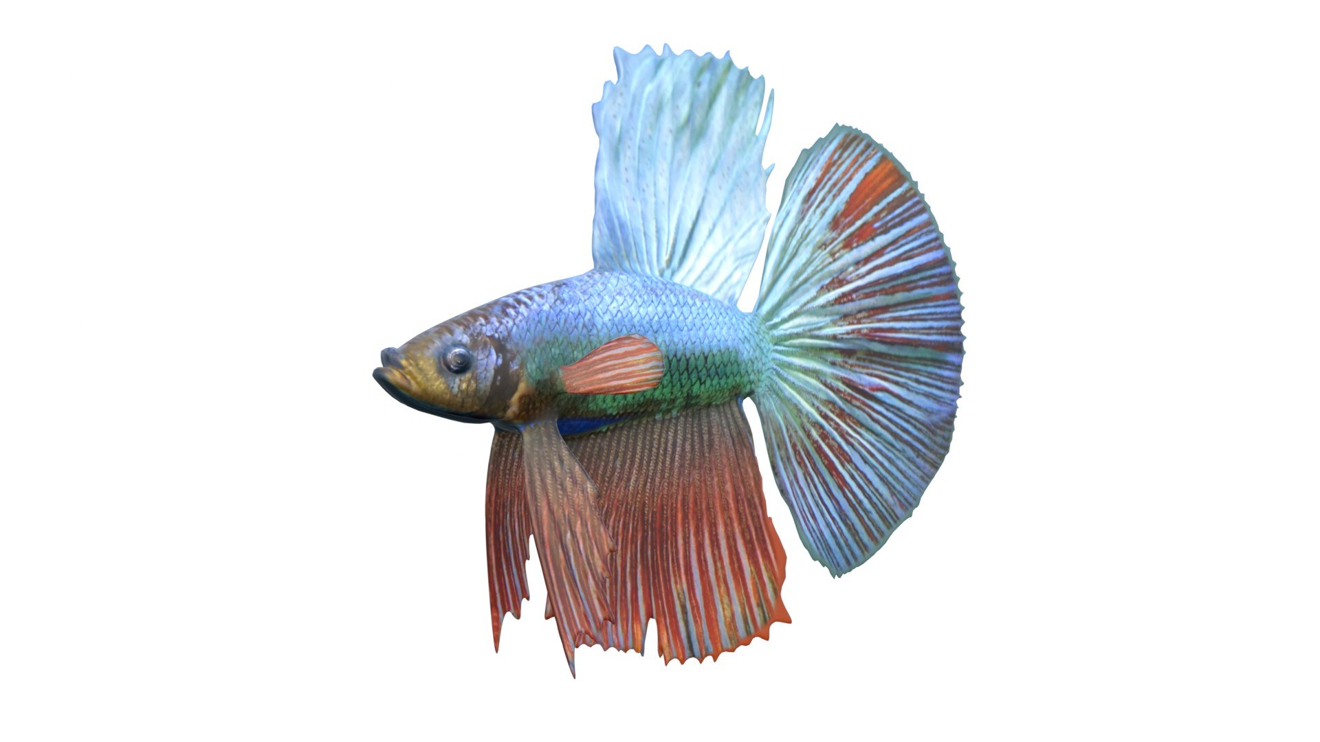 3D 50 Fish Sea Creature Collection v3 https://p.turbosquid.com/ts-thumb/g4/xZyDKS/so/bettafish7/jpg/1776518637/1920x1080/fit_q87/c6e334266a67743030126865d01c29be45382ae4/bettafish7.jpg
