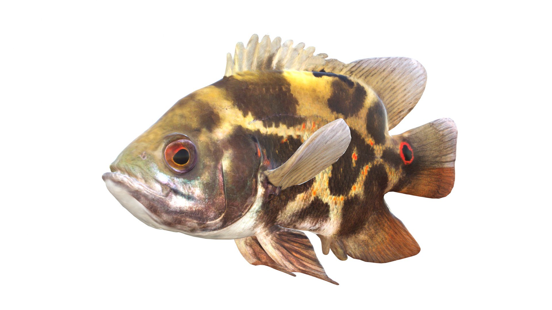 3D 50 Fish Sea Creature Collection v3 https://p.turbosquid.com/ts-thumb/g4/xZyDKS/z8/astronotusocellatusoscarfish/jpg/1776518627/1920x1080/fit_q87/4853114ceb348ef696bdebc3c629abc25708e93a/astronotusocellatusoscarfish.jpg