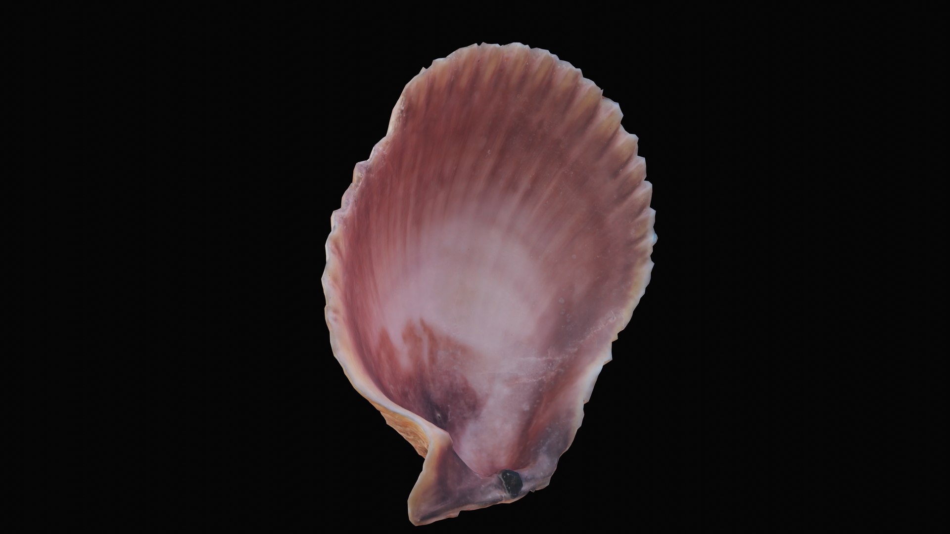 3D sea scallop shell model https://p.turbosquid.com/ts-thumb/g5/2U6WJZ/EGGY2mLl/1599058790235_turntable_5_blackbg/png/1601325802/1920x1080/fit_q87/dcbe89706c1462b987cf0664d3e0109ff146a240/1599058790235_turntable_5_blackbg.jpg