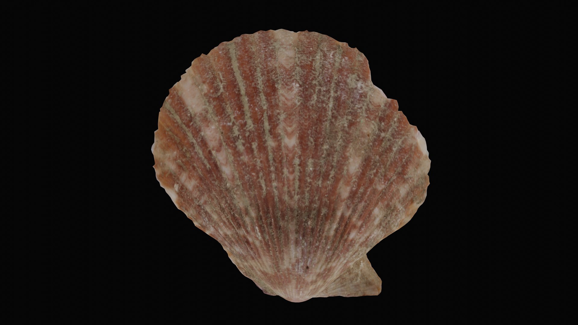 3D sea scallop shell model https://p.turbosquid.com/ts-thumb/g5/2U6WJZ/IVFQojUx/1599058905806_basecolor_blackbg/png/1601325737/1920x1080/fit_q87/23af9e580f266a6cc5c3c0e3b71a24456930eef7/1599058905806_basecolor_blackbg.jpg