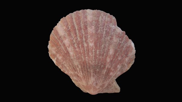 Scallop Sea Shell