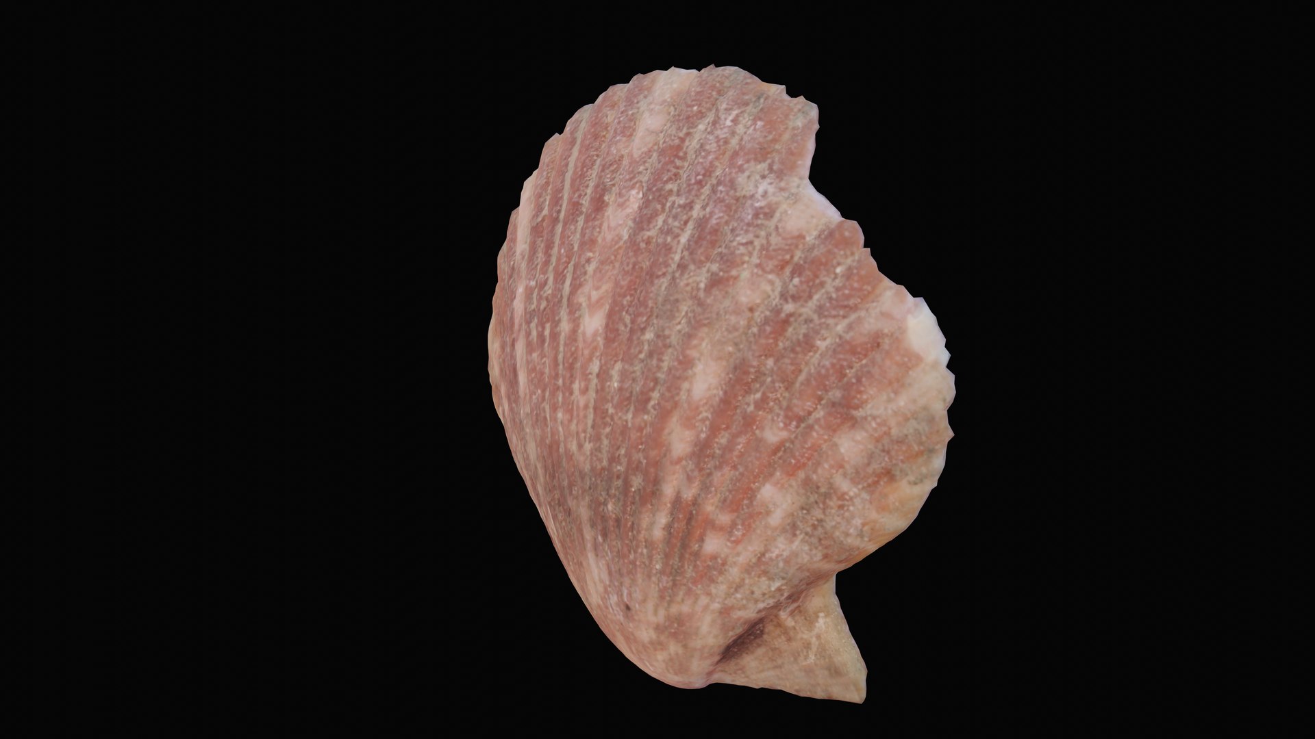 3D sea scallop shell model https://p.turbosquid.com/ts-thumb/g5/2U6WJZ/PghHXu3g/1599058861721_turntable_7_blackbg/png/1601325764/1920x1080/fit_q87/73ce6e2c13d7ac54cee2b86ec37c6ab71a54bdd5/1599058861721_turntable_7_blackbg.jpg