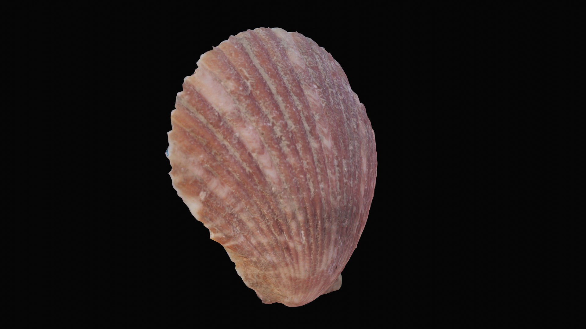 3D sea scallop shell model https://p.turbosquid.com/ts-thumb/g5/2U6WJZ/QU8Z5KE8/1599058628261_turntable_1_blackbg/png/1601325881/1920x1080/fit_q87/37a6e0f5c8b0aeffe6edbb4d0e5269938c9b5e8d/1599058628261_turntable_1_blackbg.jpg