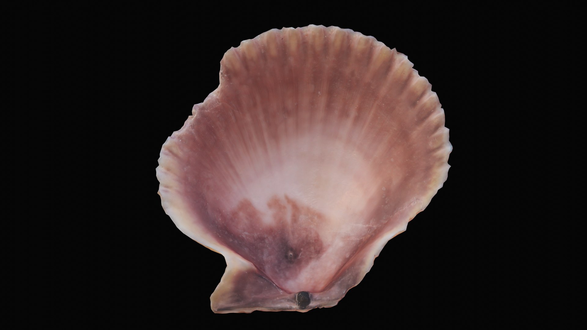 3D sea scallop shell model https://p.turbosquid.com/ts-thumb/g5/2U6WJZ/bWHdZGTX/1599058738281_turntable_4_blackbg/png/1601325817/1920x1080/fit_q87/5a747c50b34da3572365e3b9f1d75bbeee4b010d/1599058738281_turntable_4_blackbg.jpg