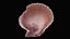 Scallop Sea Shell