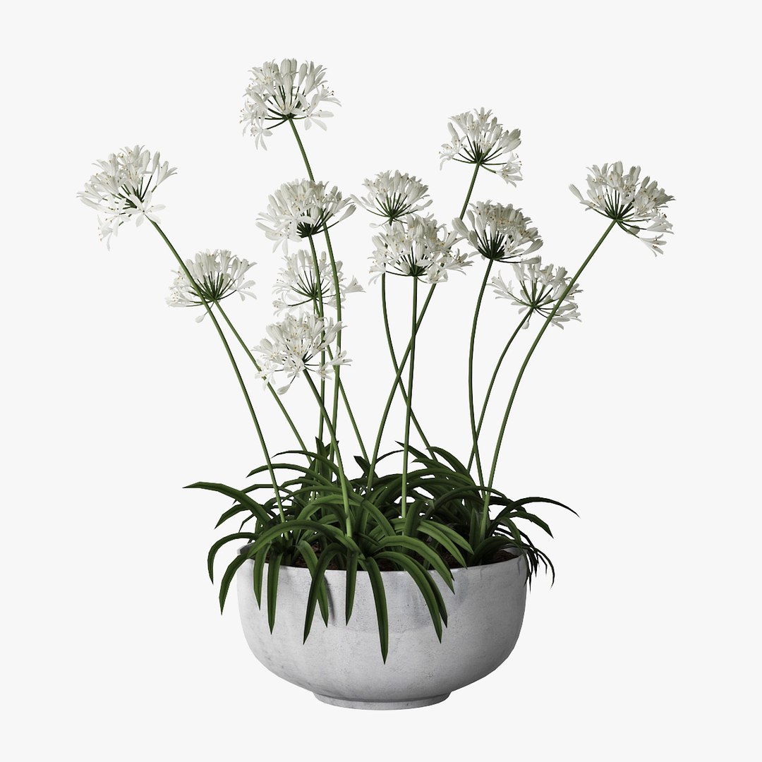 agapanthus african lily 3D https://p.turbosquid.com/ts-thumb/g5/AUXGkH/0IwzeUyp/pr_05/jpg/1591040311/1920x1080/fit_q87/a749d17c1c224582c681c2780dae0b2ba5145b5b/pr_05.jpg