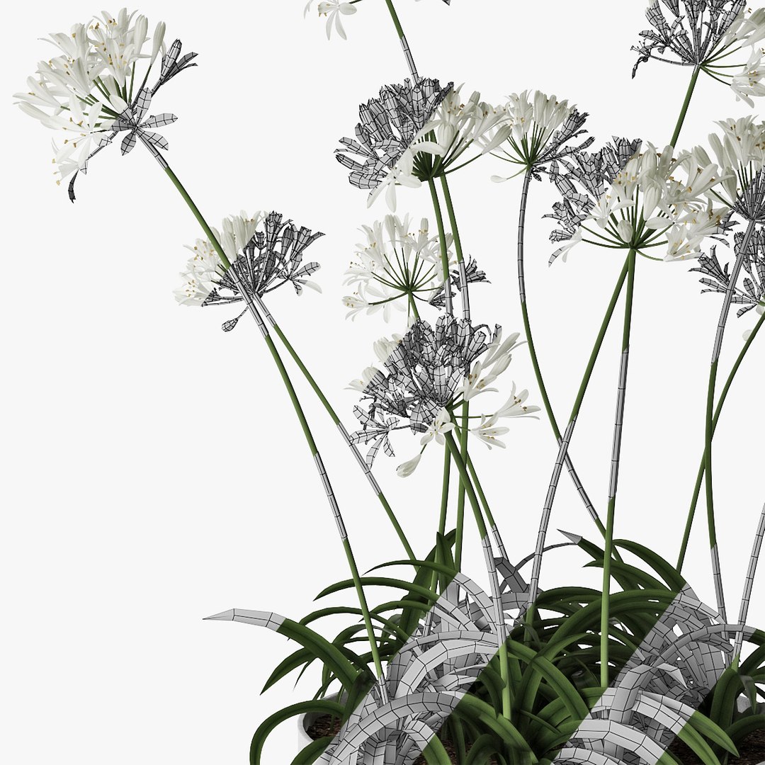 agapanthus african lily 3D https://p.turbosquid.com/ts-thumb/g5/AUXGkH/3n70hxgM/pr_11/jpg/1591040311/1920x1080/fit_q87/b5281fa2868c8e93f8464476d6d429e28095c694/pr_11.jpg