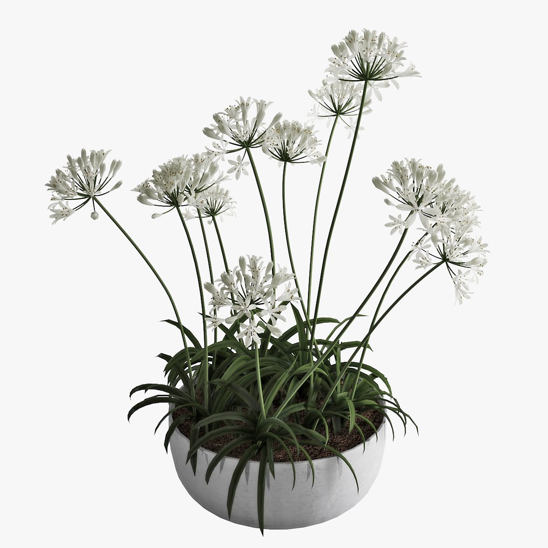 agapanthus african lily 3D https://p.turbosquid.com/ts-thumb/g5/AUXGkH/QzLUWhZY/pr_07/jpg/1591040311/1920x1080/fit_q87/15de85cdc84e0d938c2845e2fba1152ca6ff20af/pr_07.jpg