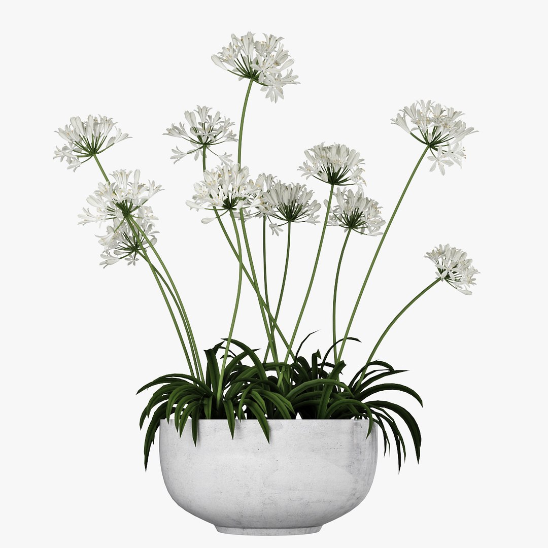 agapanthus african lily 3D https://p.turbosquid.com/ts-thumb/g5/AUXGkH/XIM5WG32/pr_09/jpg/1591040311/1920x1080/fit_q87/22d023dc2be3bca0cc0a40cdcb45fda8f49ef7da/pr_09.jpg