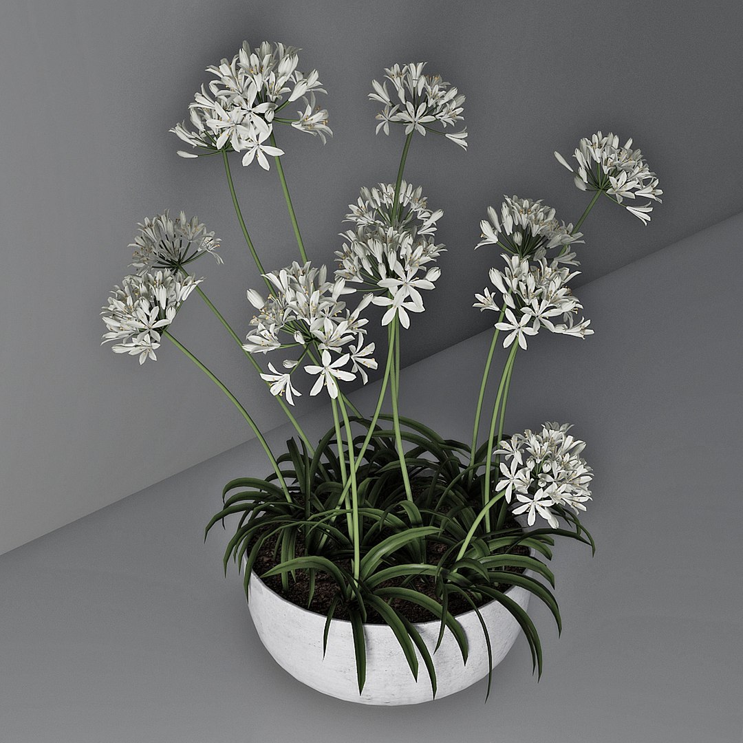 agapanthus african lily 3D https://p.turbosquid.com/ts-thumb/g5/AUXGkH/ekLXEcds/pr_04/jpg/1591040311/1920x1080/fit_q87/1bd52e26760b4b0df0da951c009bb53831d9e258/pr_04.jpg