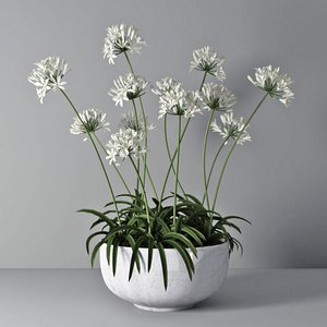 agapanthus african lily 3D