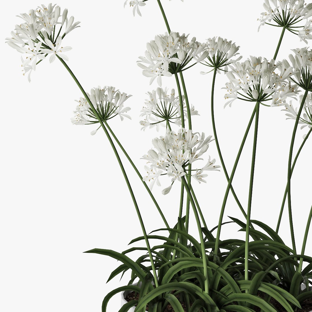 agapanthus african lily 3D https://p.turbosquid.com/ts-thumb/g5/AUXGkH/gdg0Jk9m/pr_10/jpg/1591040311/1920x1080/fit_q87/29c514fc48f91be636f70395c9e8955e2c8b7776/pr_10.jpg