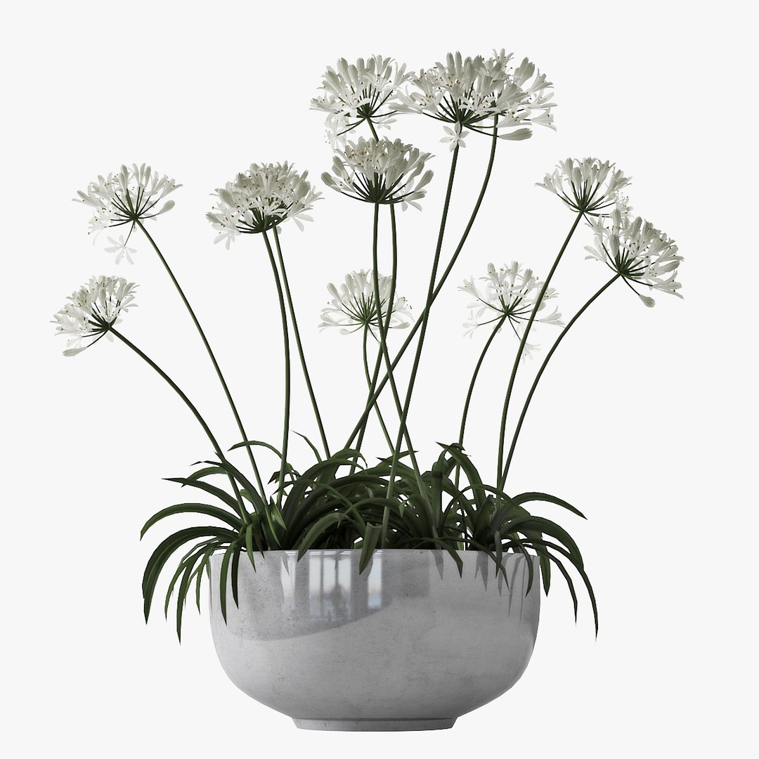 agapanthus african lily 3D https://p.turbosquid.com/ts-thumb/g5/AUXGkH/iWWsPMOM/pr_06/jpg/1591040311/1920x1080/fit_q87/930c1528a8cf3e943a31615b92f600df1383f6eb/pr_06.jpg