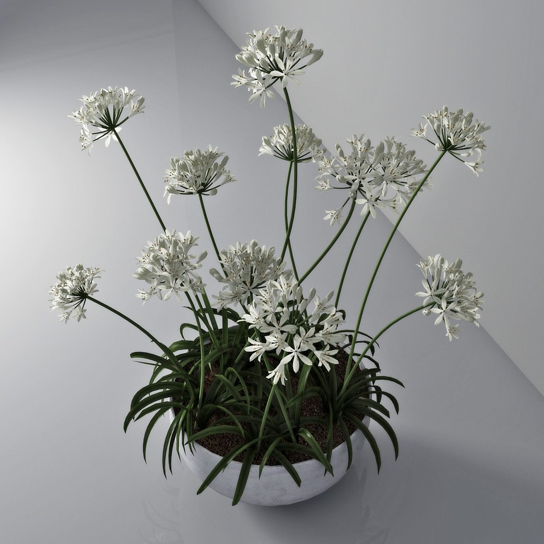 agapanthus african lily 3D https://p.turbosquid.com/ts-thumb/g5/AUXGkH/oqkCssPE/pr_03/jpg/1591040311/1920x1080/fit_q87/24c9c1acbf794e2be5e7ed869656f91320618a90/pr_03.jpg