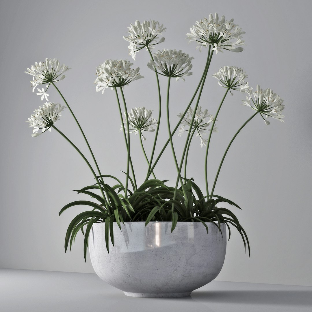 agapanthus african lily 3D https://p.turbosquid.com/ts-thumb/g5/AUXGkH/q7vq4u9l/pr_02/jpg/1591040311/1920x1080/fit_q87/7f508745710d83a8543a166f1c963fb753830467/pr_02.jpg