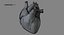 Anatomia del corazon humano