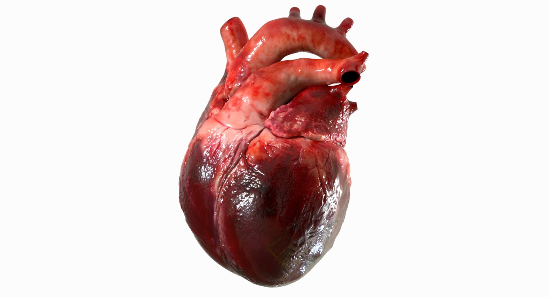 3D human heart anatomy model https://p.turbosquid.com/ts-thumb/g5/MrWCkV/4w9DTjFT/05/jpg/1525401524/1920x1080/fit_q87/177fceba02ecf3e935c7c9267ce41da67e9b7392/05.jpg