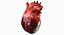Anatomia del corazon humano