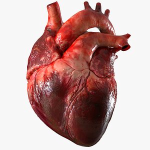 Human Heart Anatomy (Animation)