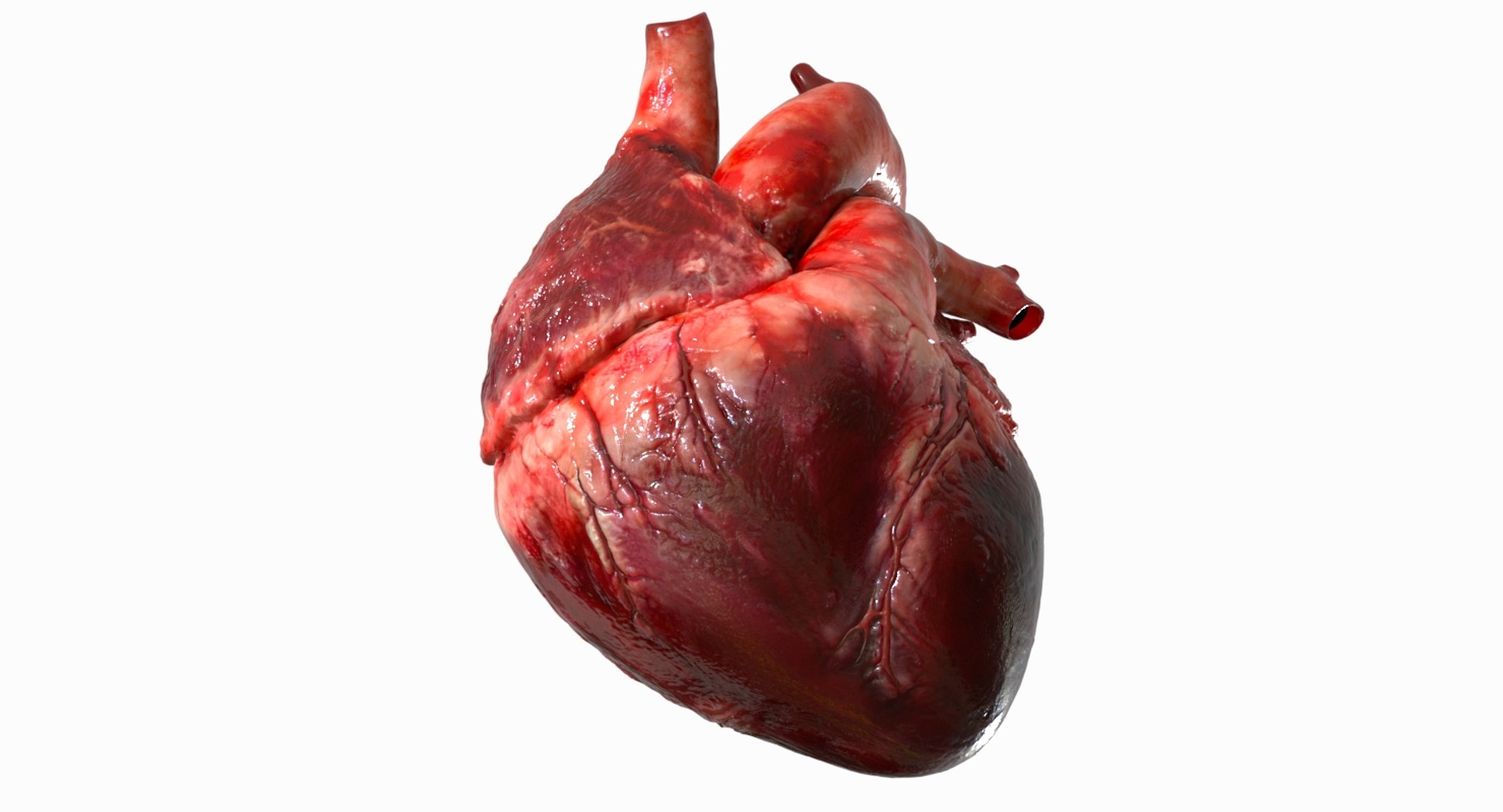 3D human heart anatomy model https://p.turbosquid.com/ts-thumb/g5/MrWCkV/RSt0MWgu/08/jpg/1525401524/1920x1080/fit_q87/951a874913227c038825cd75f2d273c7b695e9cb/08.jpg
