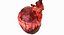 Anatomia del corazon humano