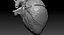 Anatomia del corazon humano