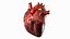 Anatomia del corazon humano