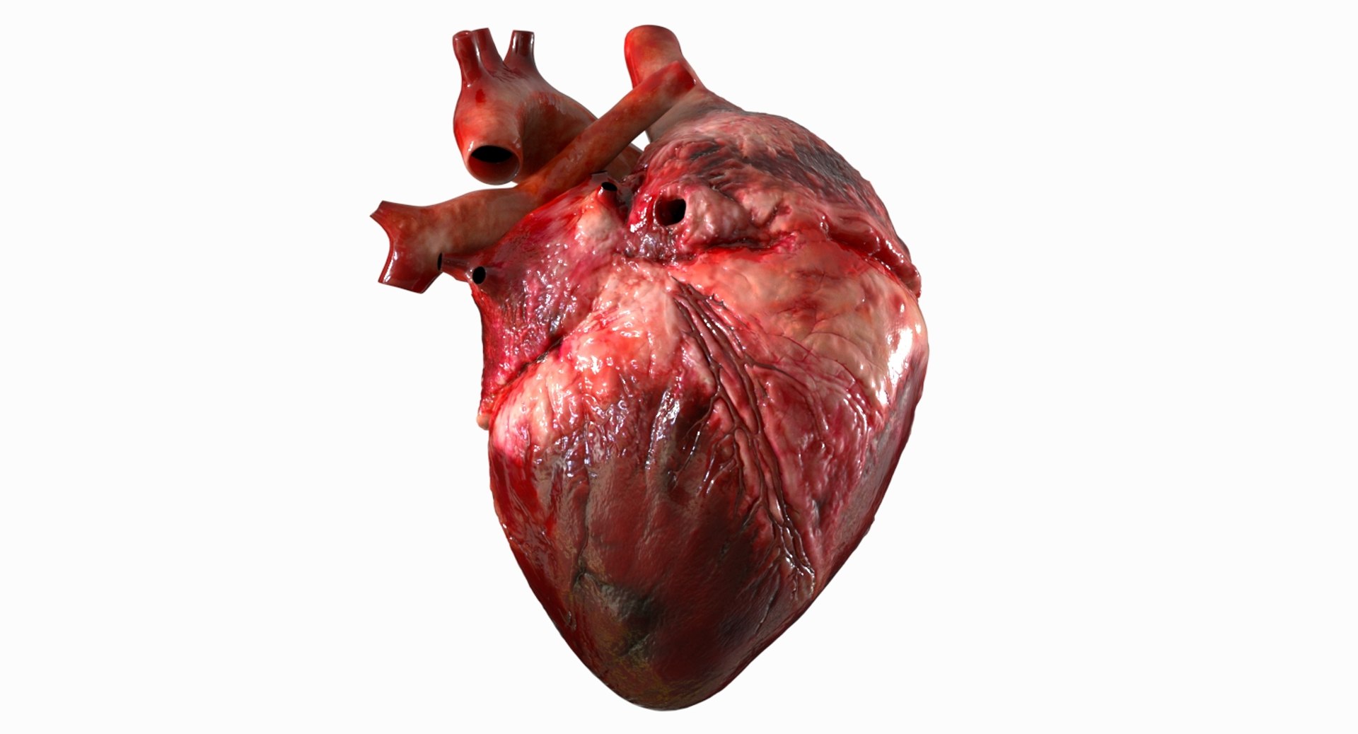 3D human heart anatomy model https://p.turbosquid.com/ts-thumb/g5/MrWCkV/l1Ub2Fea/03/jpg/1525401523/1920x1080/fit_q87/b0352693208551b053672cc1d72575e0706eb37c/03.jpg