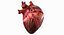 Anatomia del corazon humano