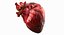 Anatomia del corazon humano