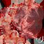 Anatomia del corazon humano