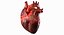 Anatomia del corazon humano