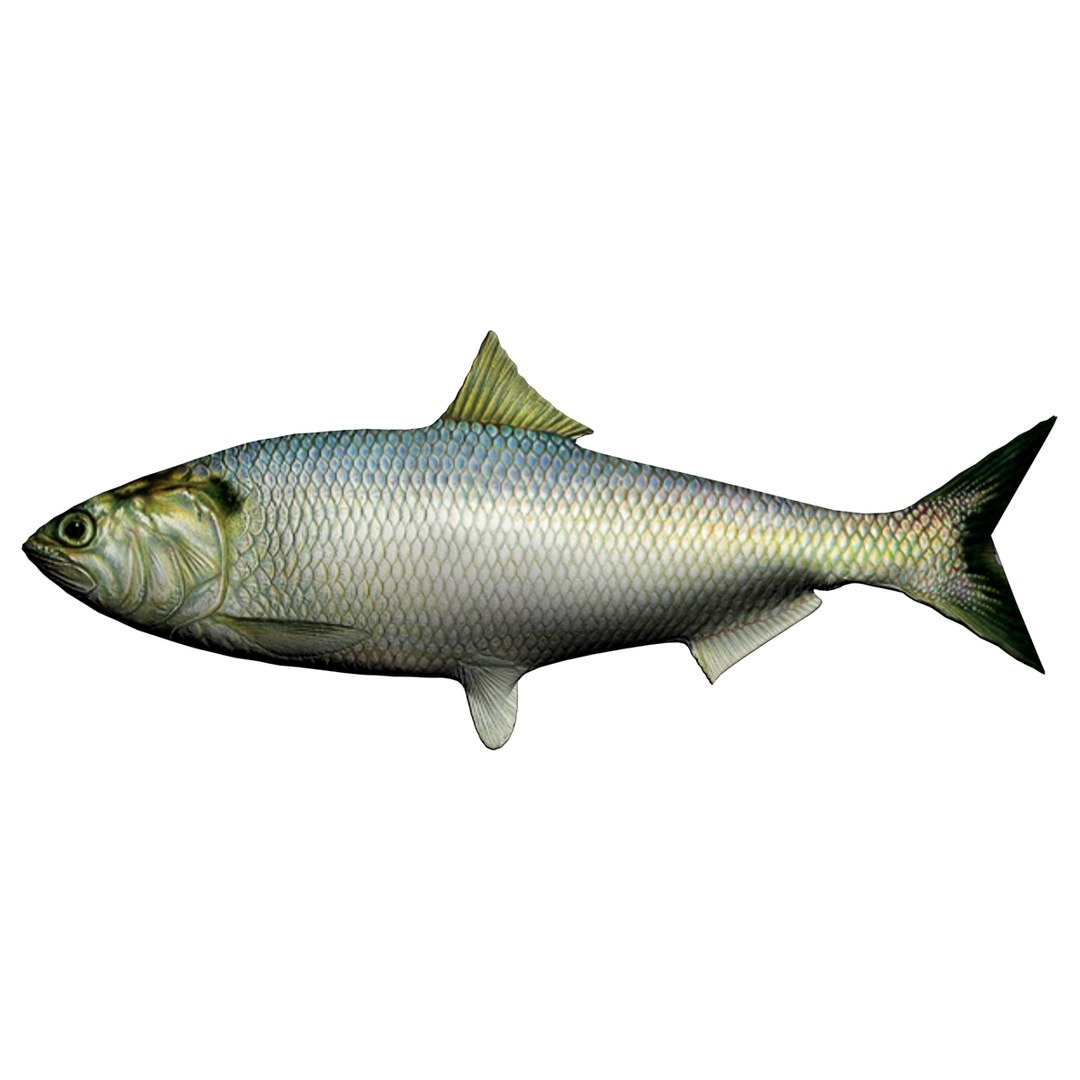 American shad 3D model - TurboSquid 1216534