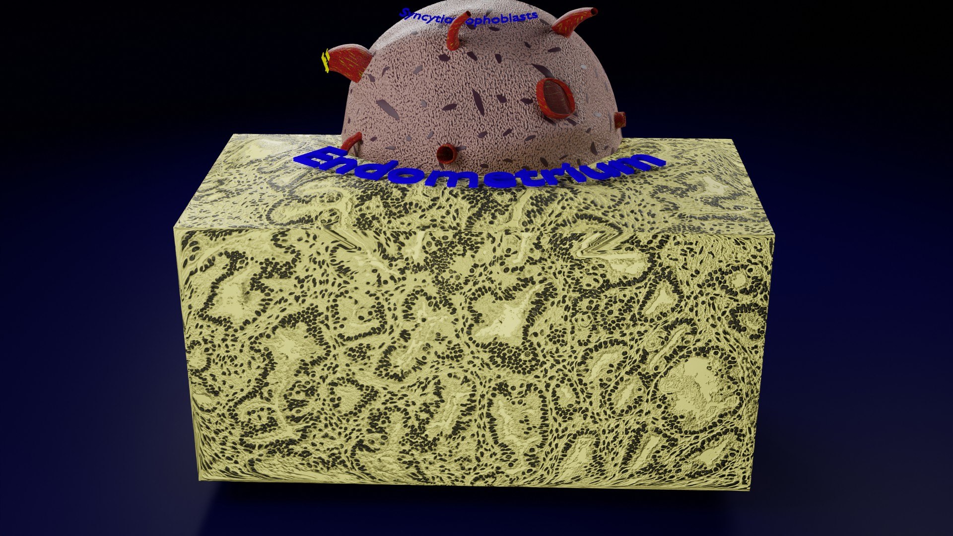 Human embryo 14 days labelled detailed model - TurboSquid 2135491