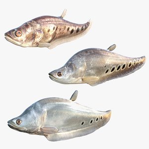 Clown Knifefish Collection 3D model