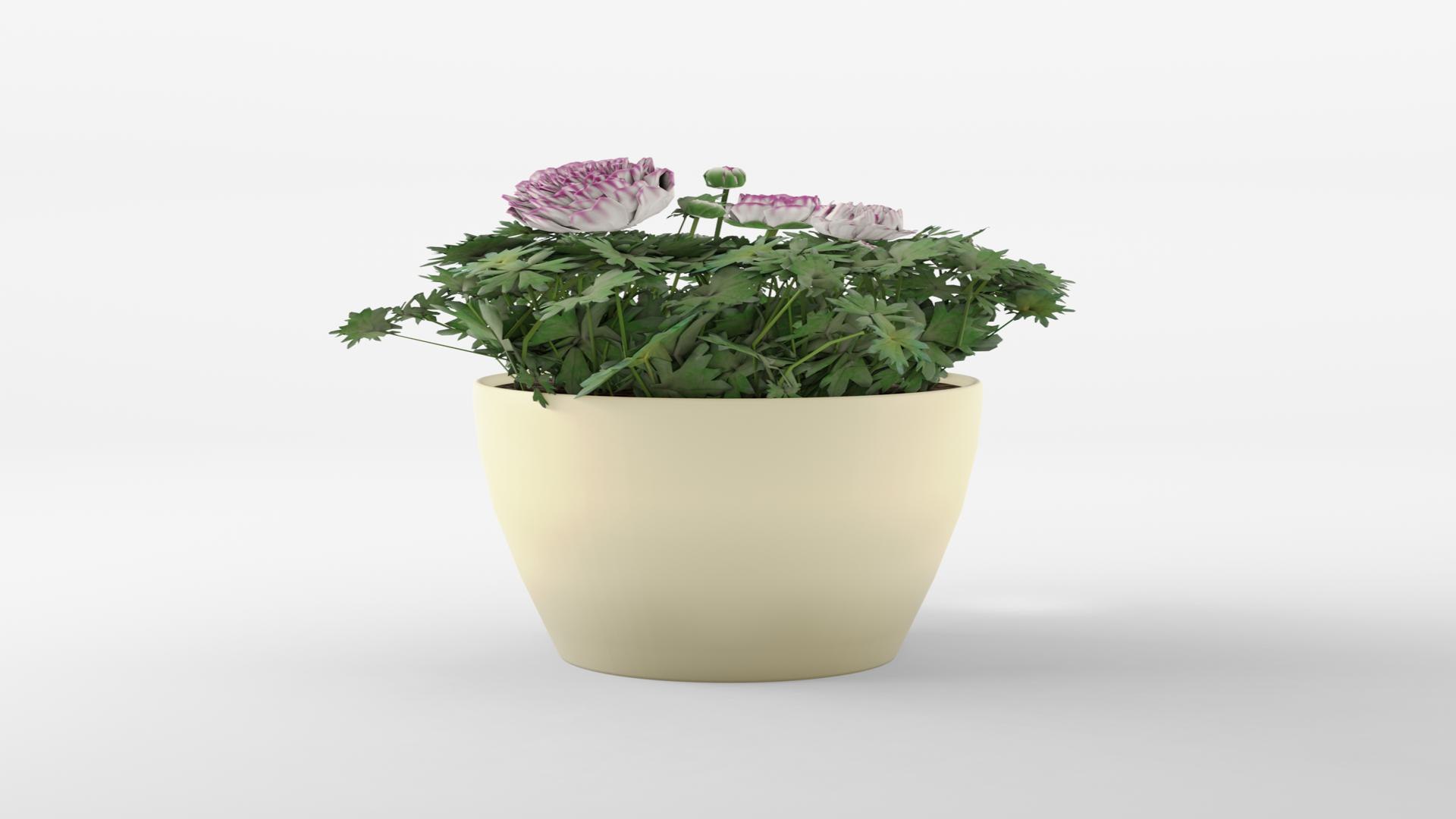 3D Model Buttercup Or Ranunculus Mache Vanilla Rose 3D Model ...