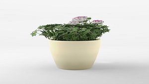 3D model Buttercup or Ranunculus Mache Vanilla Rose 3D Model