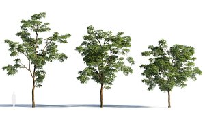 Sophora japonica b 3D model