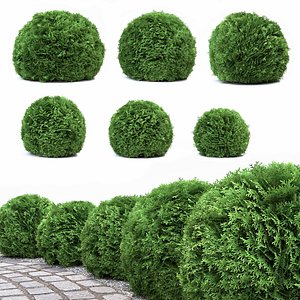 3D thuja danica model