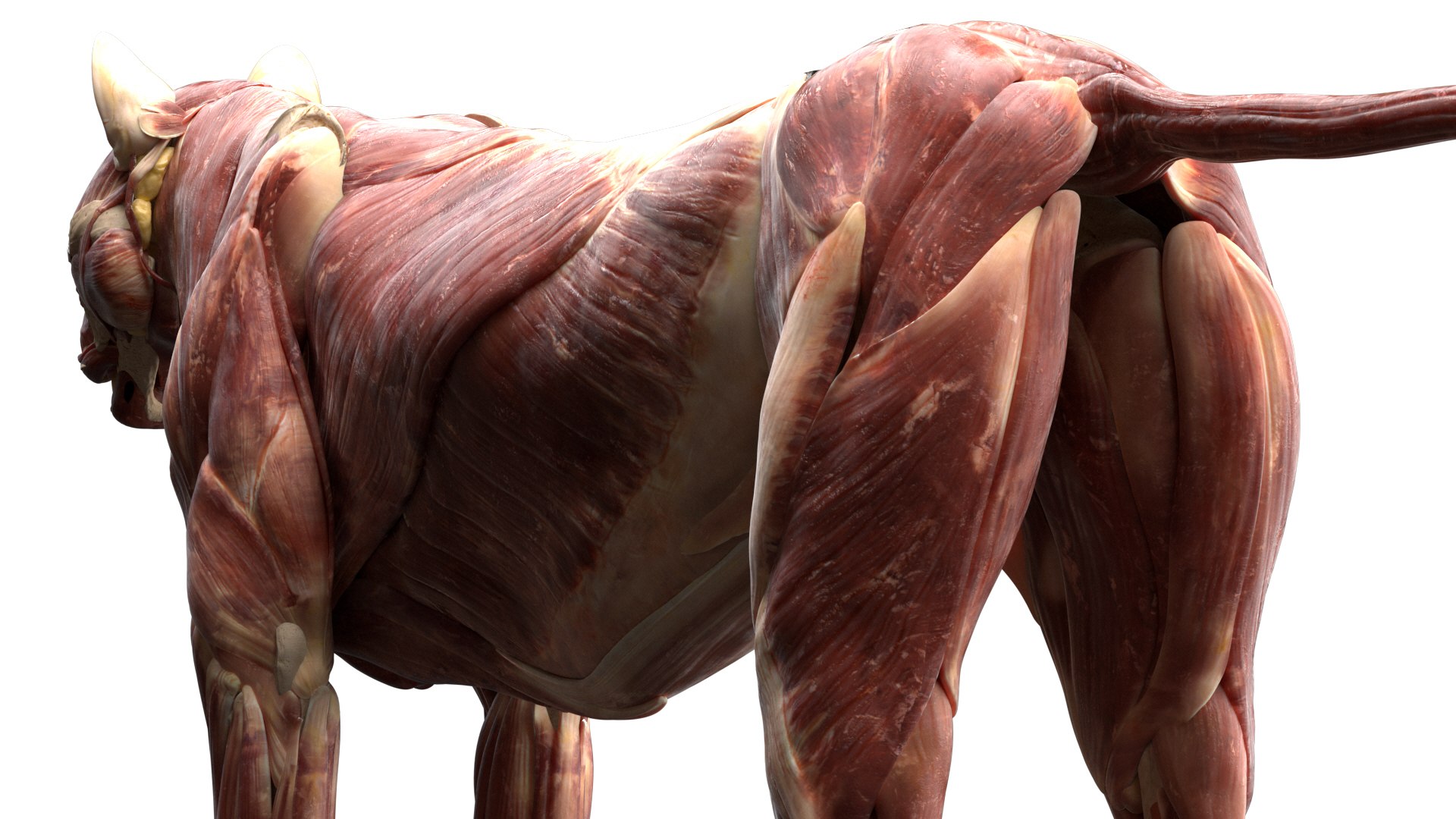 Tiger anatomy 3D model TurboSquid 1473688