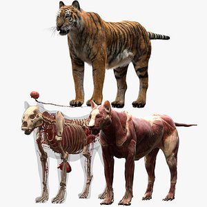 Tiger Anatomy