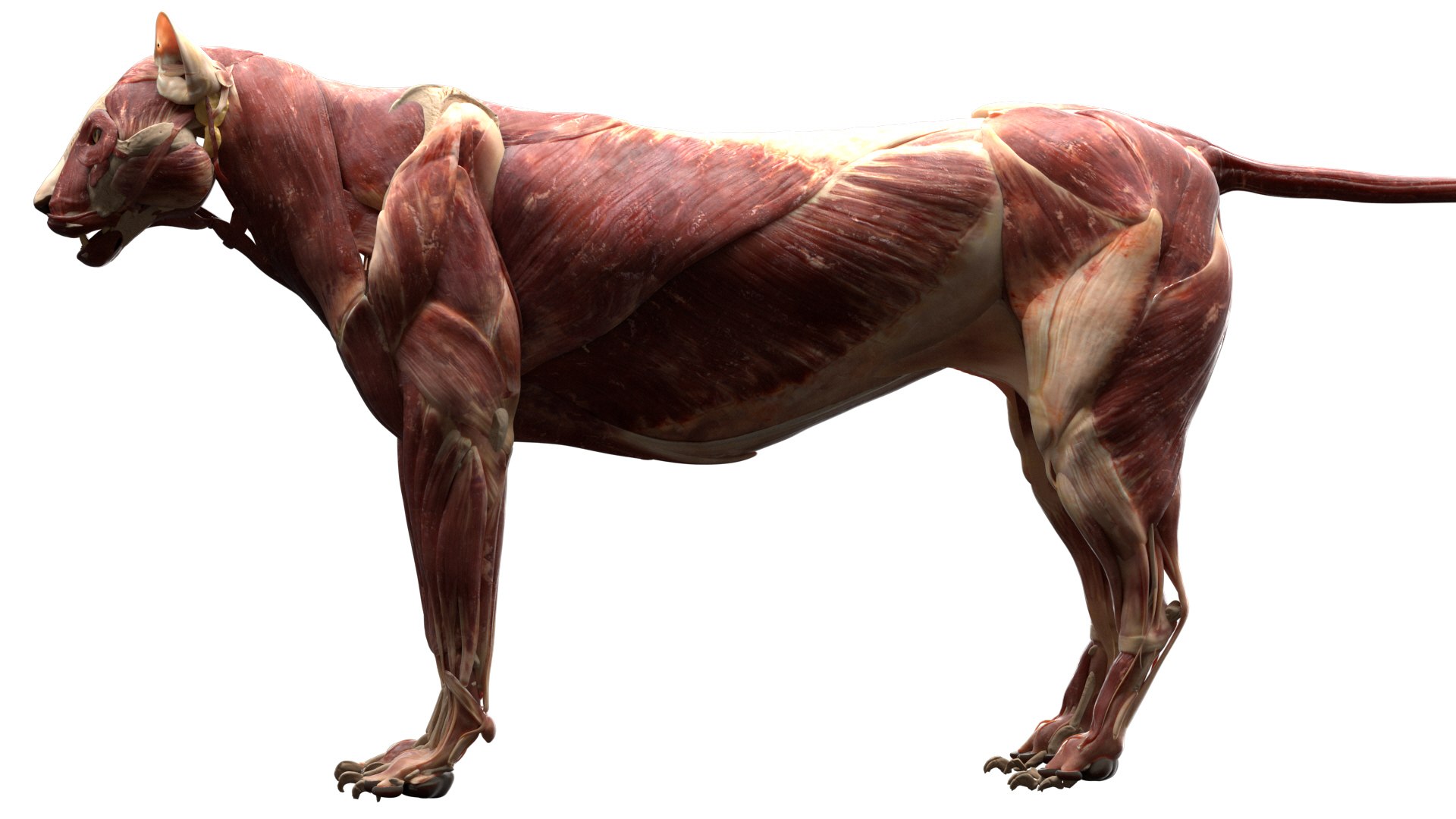 Tiger anatomy 3D model TurboSquid 1473688