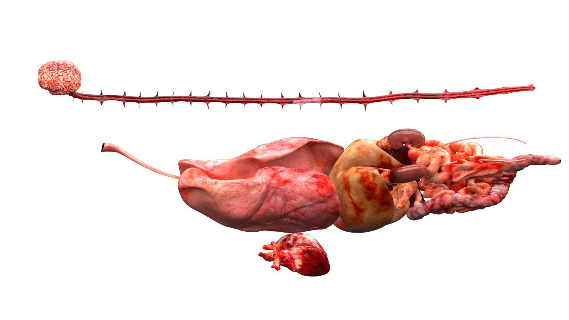 Tiger anatomy 3D model TurboSquid 1473688