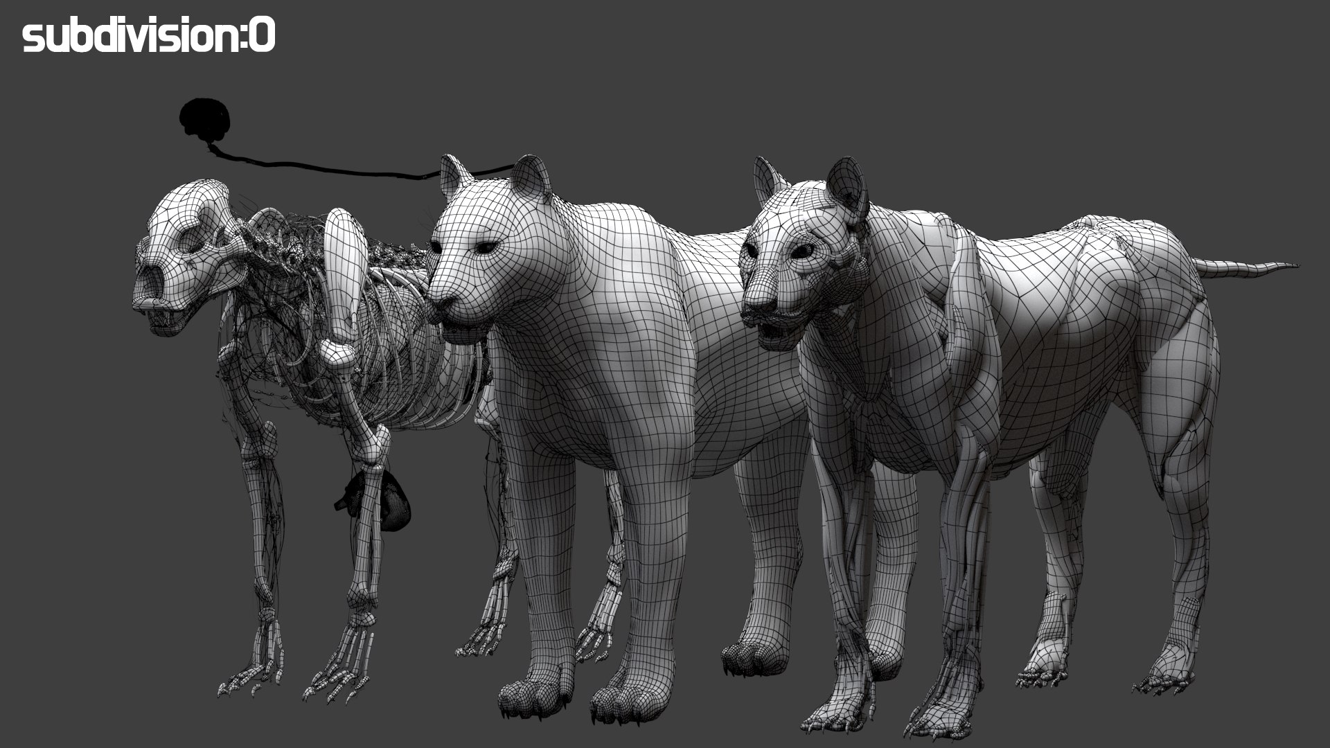 Tiger anatomy 3D model TurboSquid 1473688