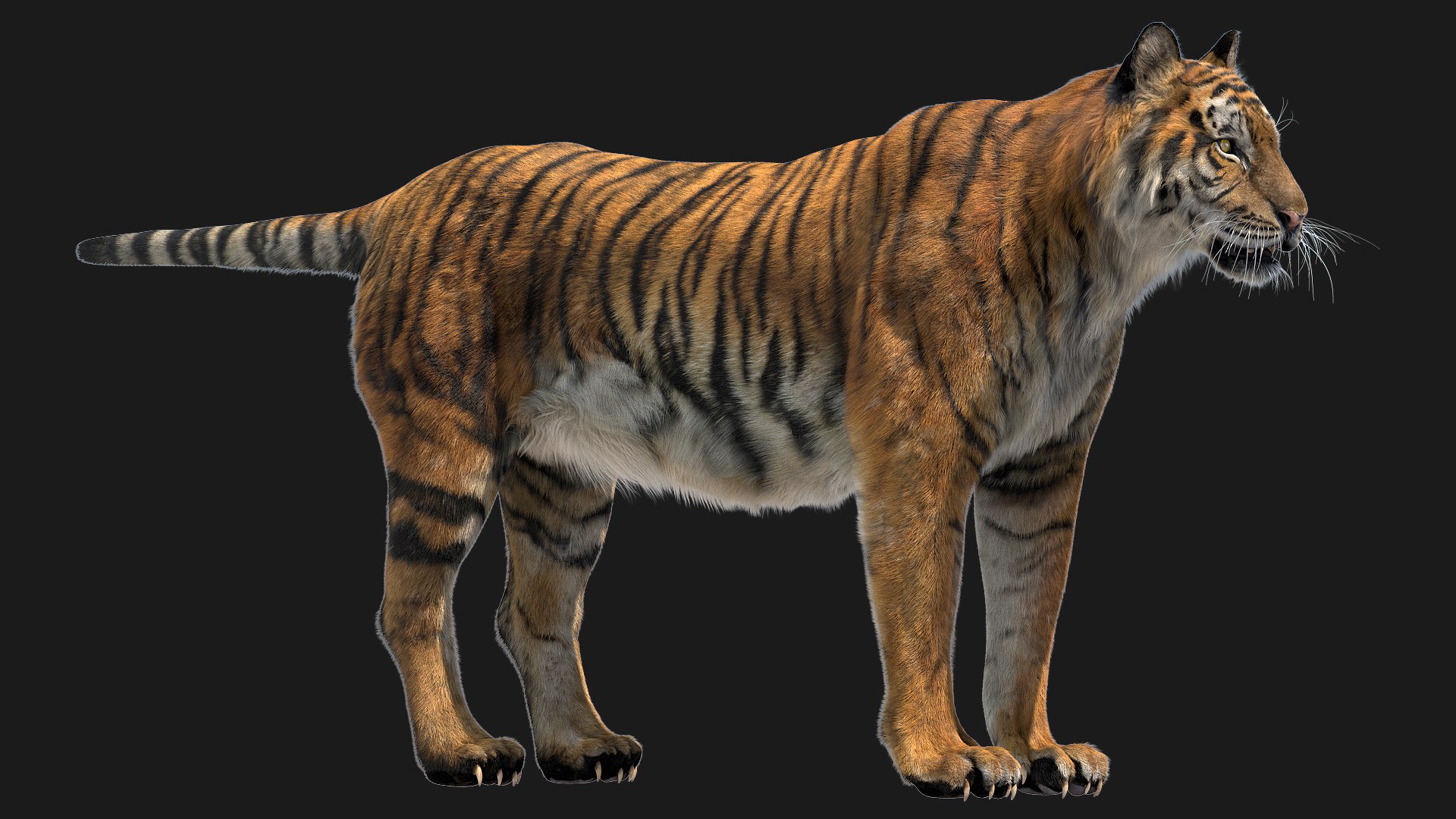 Tiger anatomy 3D model TurboSquid 1473688