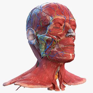Human Head Full Anatomy